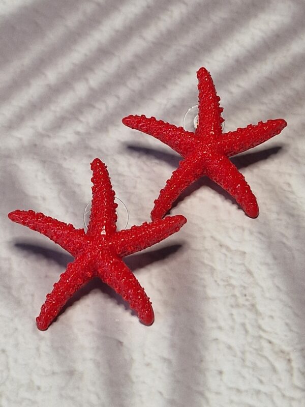 Etoiles de mer – Image 2
